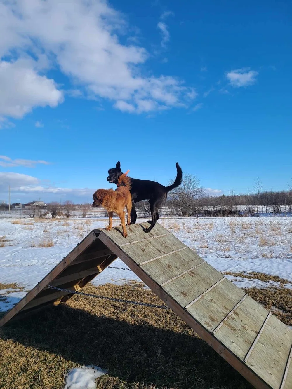 Top Dog Ranch Ottawa - Ottawa pet otel görseli 3