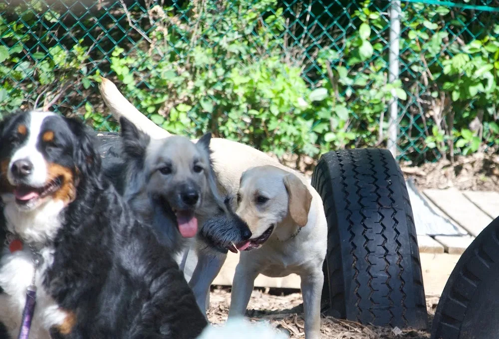 Total Dog Care Home Based Daycare for Dogs - Ottawa pet otel görseli 2