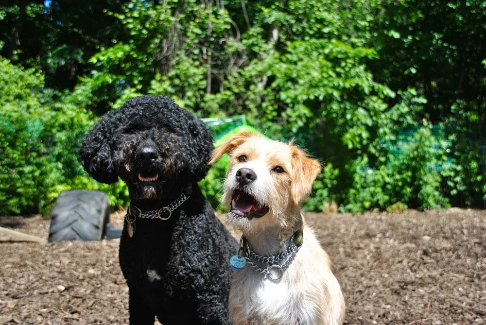 Total Dog Care Home Based Daycare for Dogs - Ottawa pet otel görseli 3