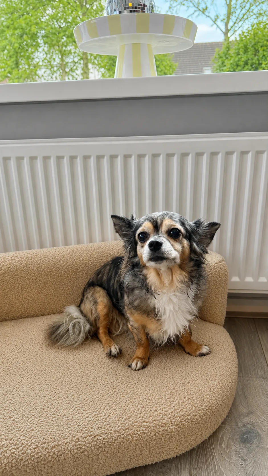 Hondenoppas Dokkum - Oudebildtzijl pet otel görseli 3