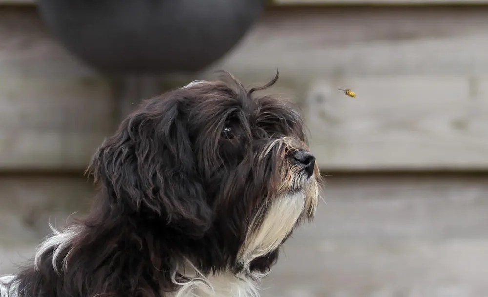 Kennel "Fan é Wâldblaffers" - Oudebildtzijl pet otel