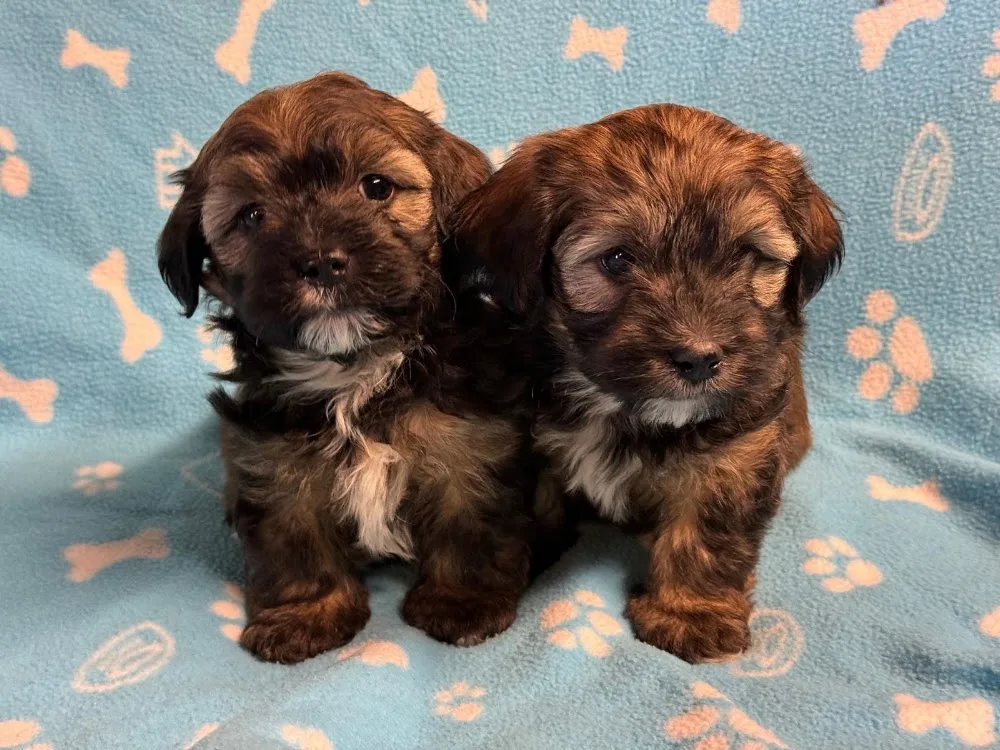 Kennel "Fan é Wâldblaffers" - Oudebildtzijl pet otel görseli 3