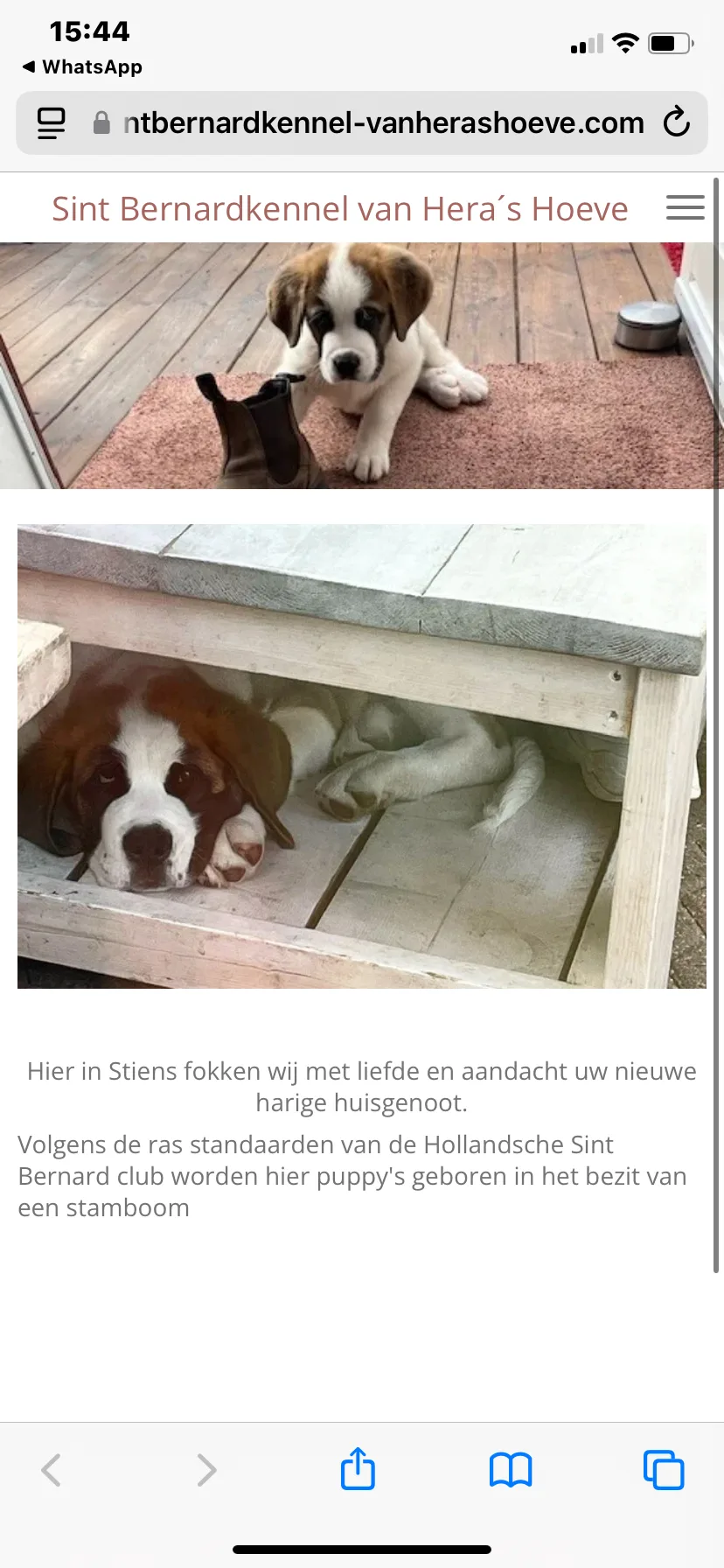 Sintbernardkennel-vanherashoeve - Oudebildtzijl pet otel görseli 3