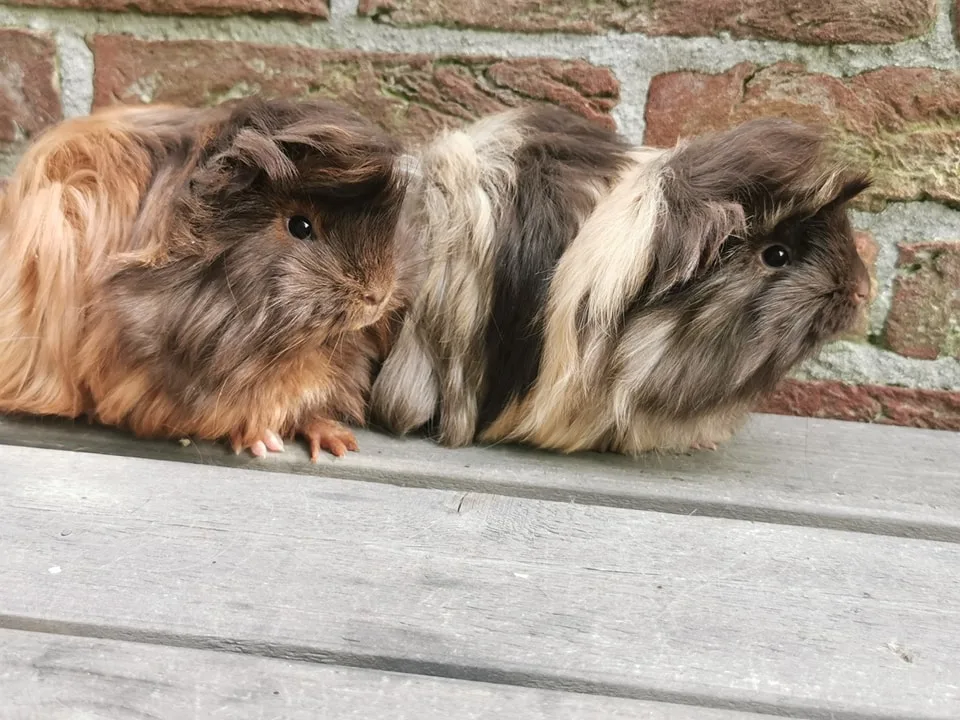 Fokkerij en Pension Uniek - Oudewater pet otel görseli 3
