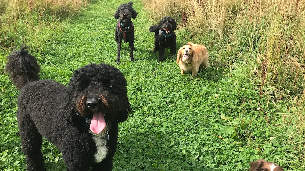 Black Isle Pet Services & Home Boarding - Outer Hebrides pet otel