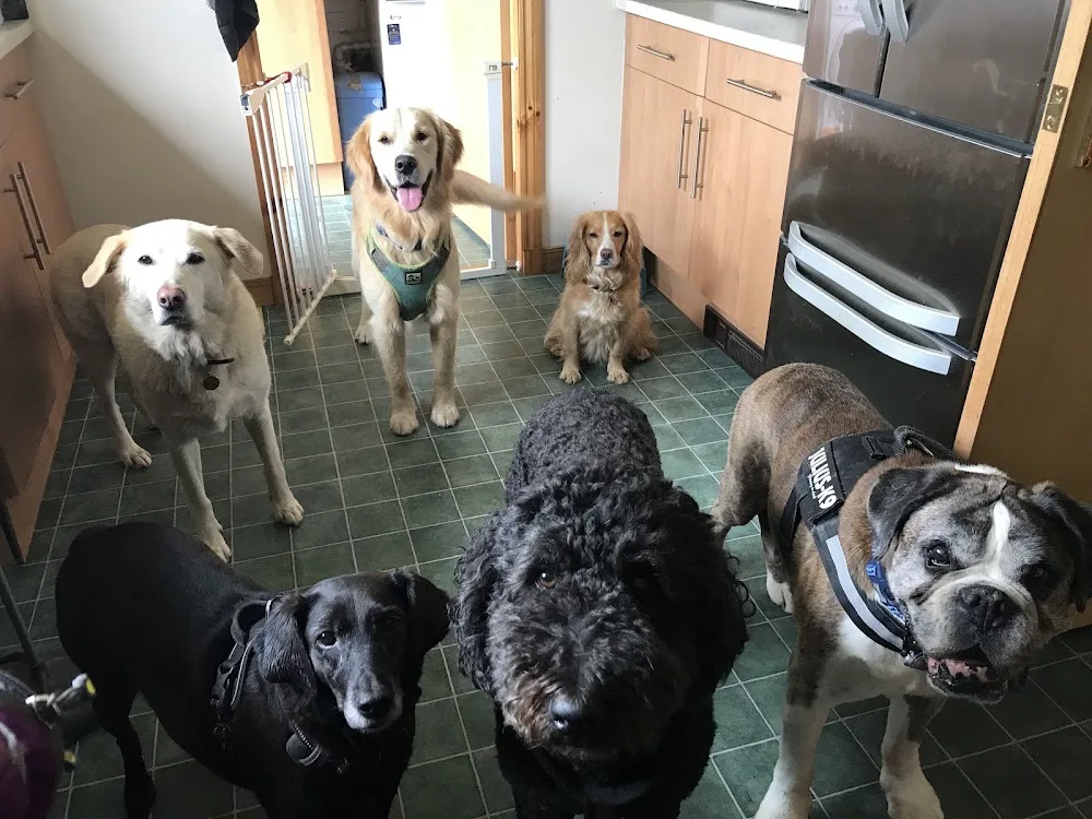 Black Isle Pet Services & Home Boarding - Outer Hebrides pet otel görseli 3