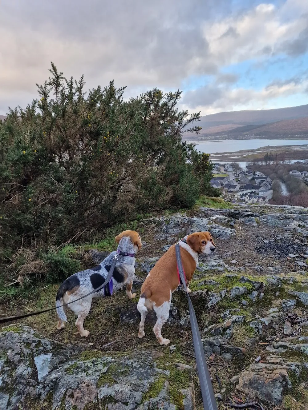 Highbridge Kennels - Outer Hebrides pet otel görseli 2