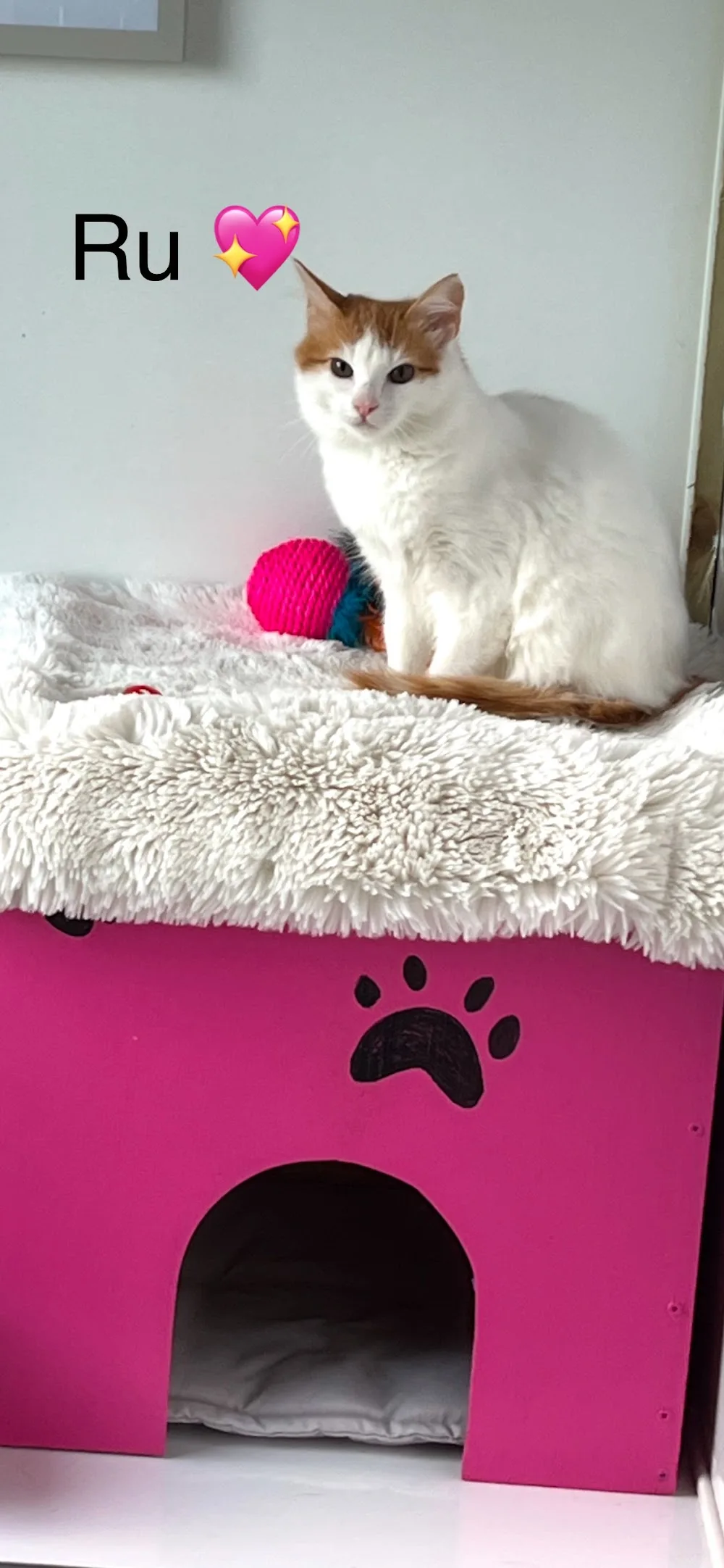 Muir Moggies Cattery - Outer Hebrides pet otel