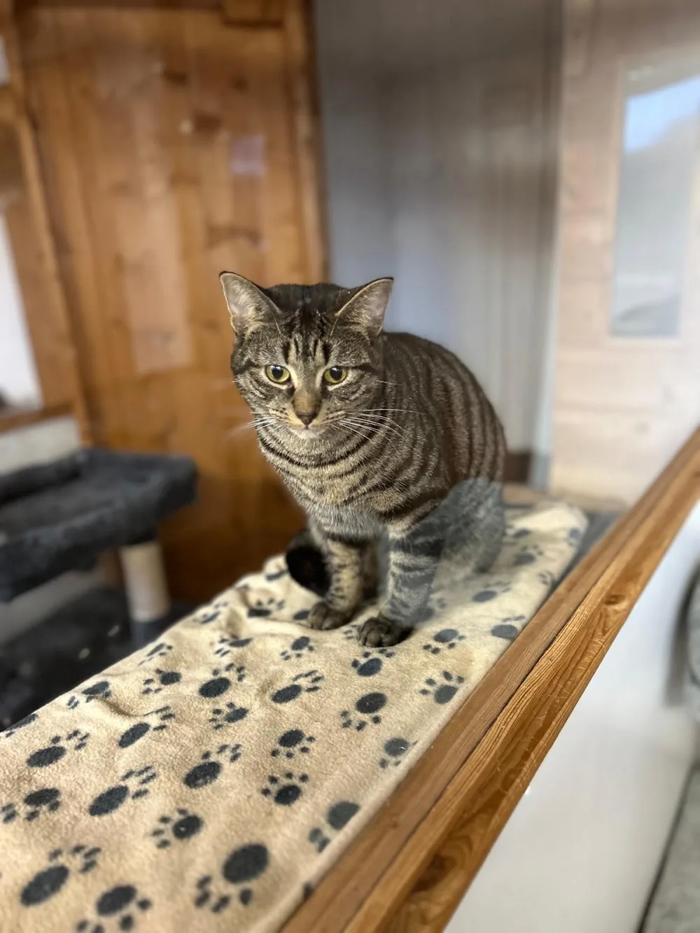 The Old Farm Cattery - Outer Hebrides pet otel görseli 2
