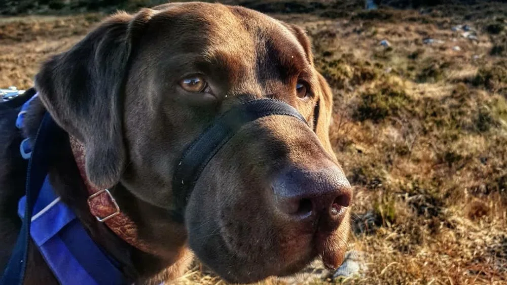 Walkies Pet Services - Isle of Skye - Outer Hebrides pet otel