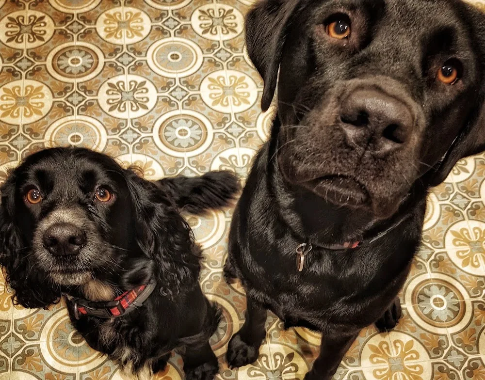 Walkies Pet Services - Isle of Skye - Outer Hebrides pet otel görseli 3