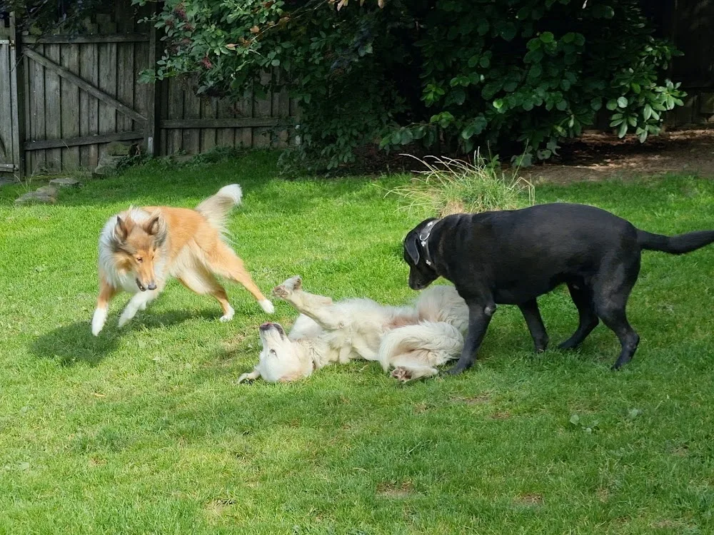 Bernd & Tina's Hundepension Reichshof - Overath pet otel görseli 3