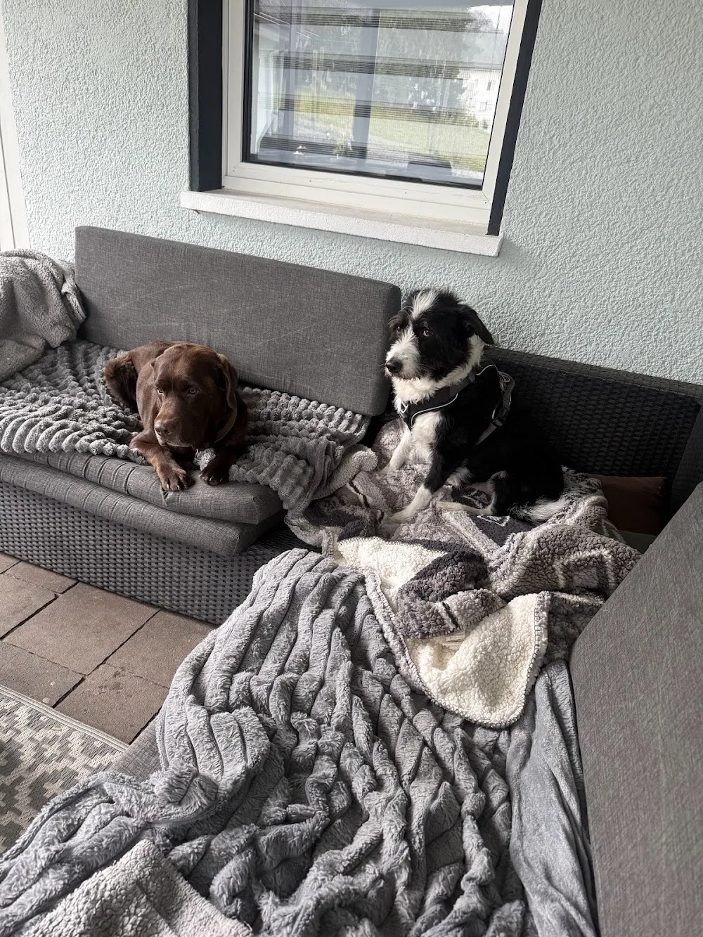 DogStay Deluxe Die Hundepension mit Herz - Overath pet otel görseli 3