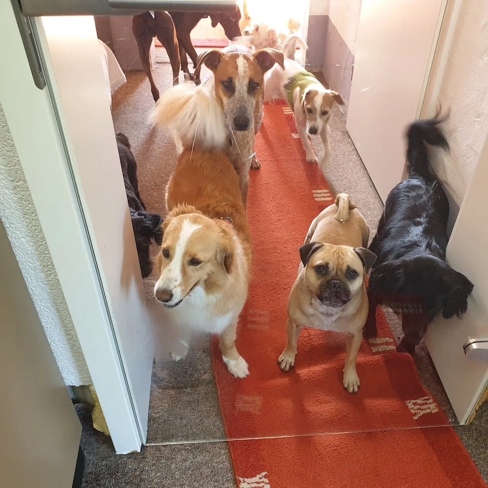 Haus Verena Hundeservice - Overath pet otel