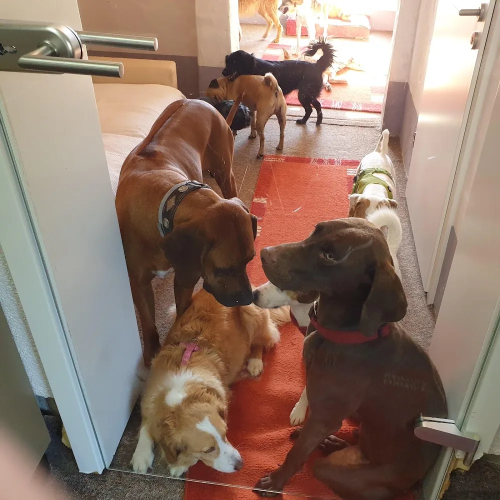 Haus Verena Hundeservice - Overath pet otel görseli 3