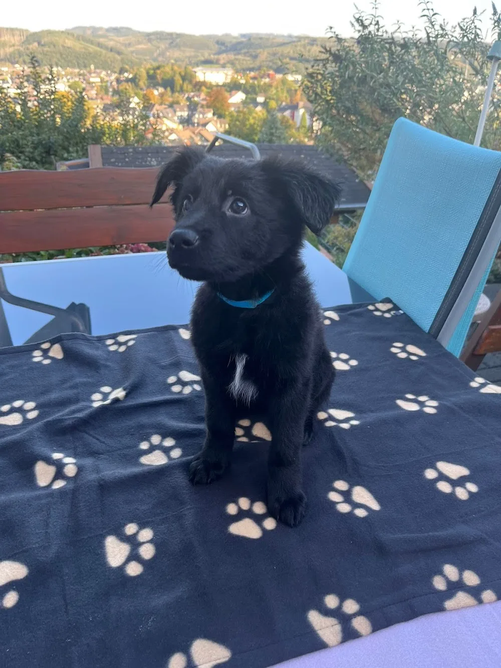 Hunde SOS Oberberg Hundepension - Overath pet otel görseli 3