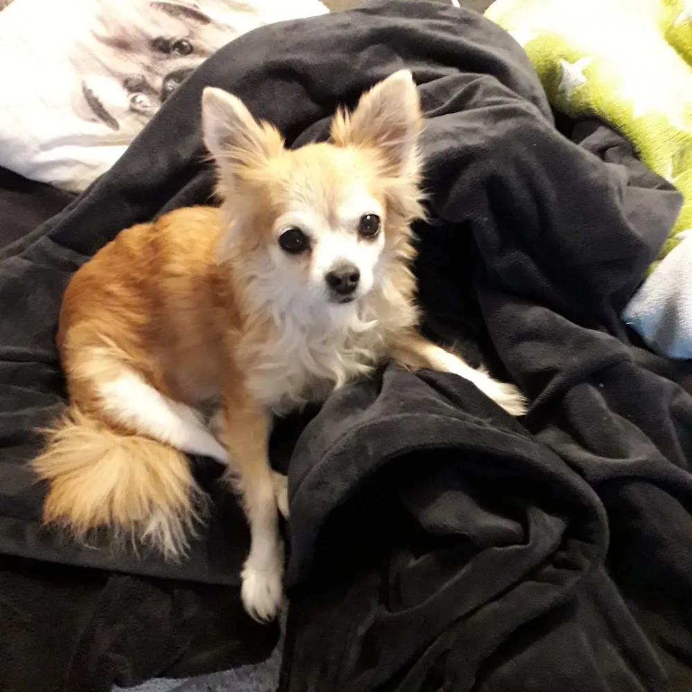 Hundehotel Welzerberg - Overath pet otel