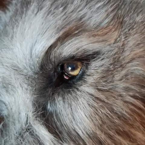 Hundehotel Welzerberg+Irish Wolfhounds – Vom Welzerberg - Overath pet otel
