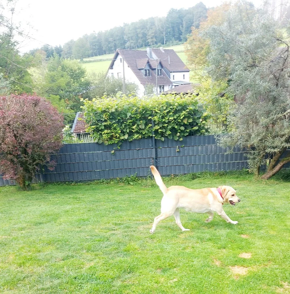 Hundepension Domnick - Overath pet otel görseli 3