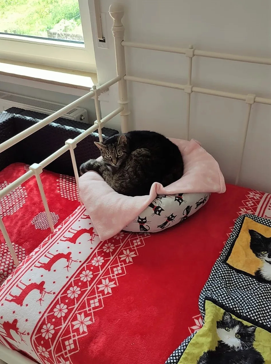 Katzenhotel Kimba - Overath pet otel