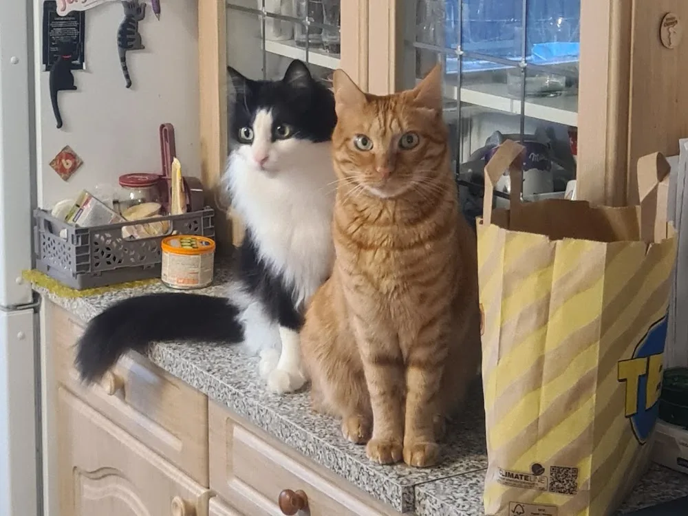 Mobile Katzenbetreuung Overath Katzen@Home - Overath pet otel görseli 3