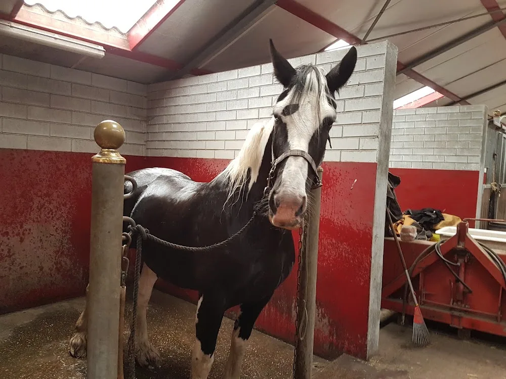 Dierenherberg Het Grote Veld - Overijssel pet otel