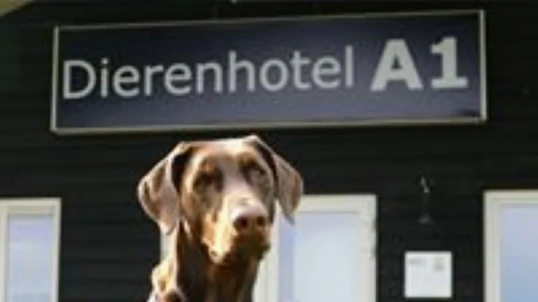 Dierenhotel A1 - Overijssel pet otel