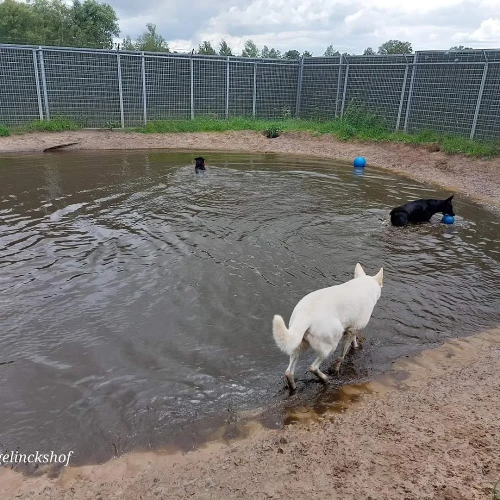 Dierenpension De Borgelinckshof - Overijssel pet otel