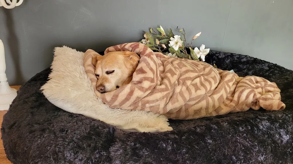 Dierenpension Het Veenschap - Overijssel pet otel görseli 3
