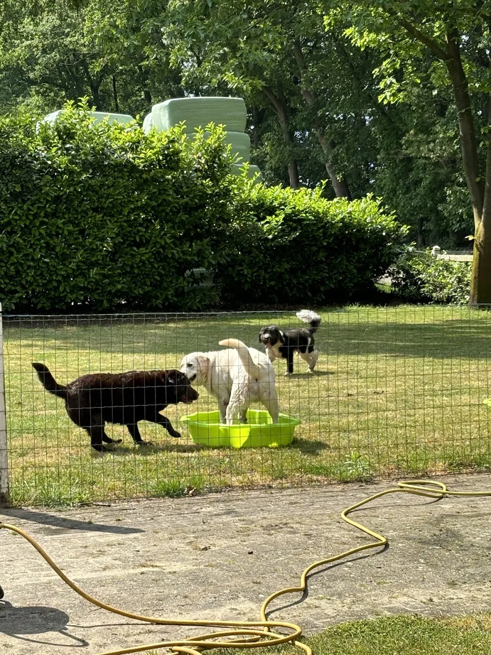 Hondenpension By Bo - Overijssel pet otel görseli 3