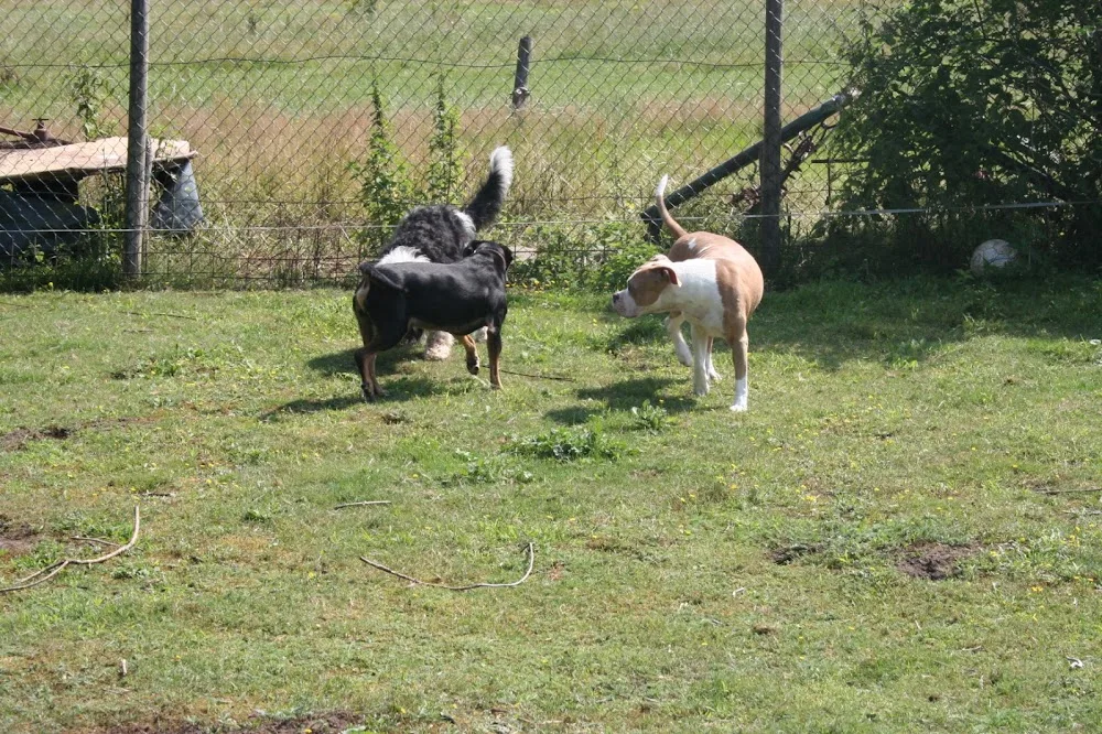Hondenpension 't Kluifje - Overijssel pet otel görseli 3