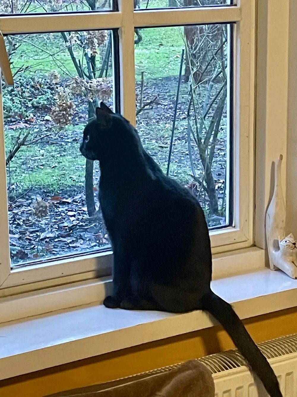 Kattenhotel CosyCats - Overijssel pet otel görseli 3