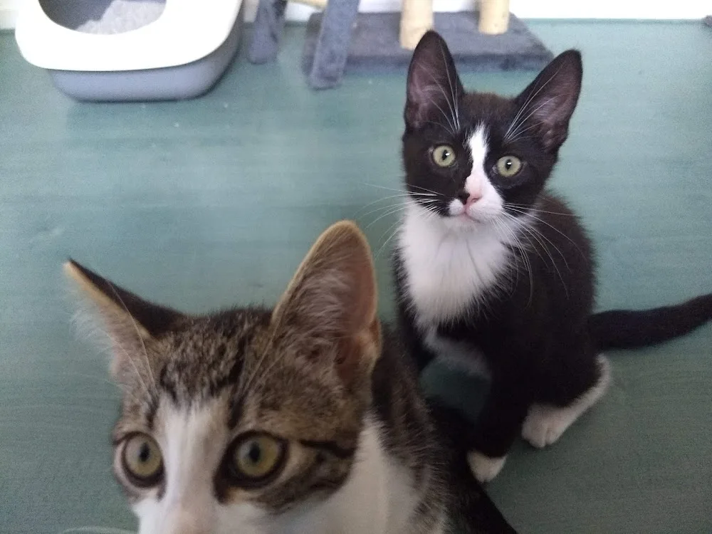 Kattenpension Kattekwaad - Overijssel pet otel