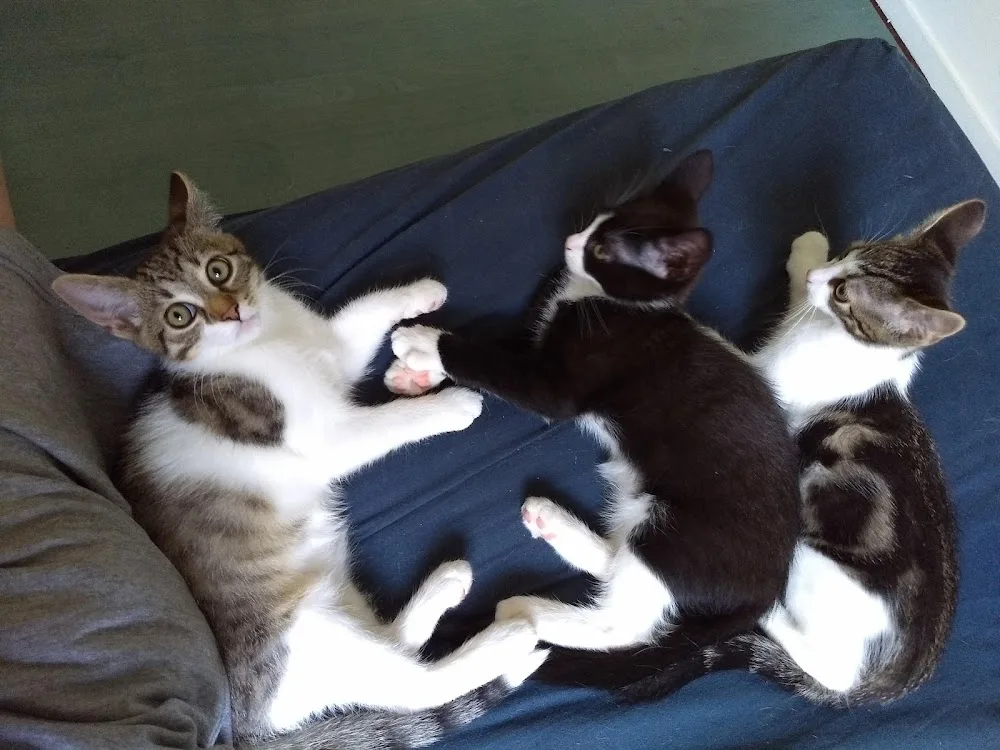 Kattenpension Kattekwaad - Overijssel pet otel görseli 3
