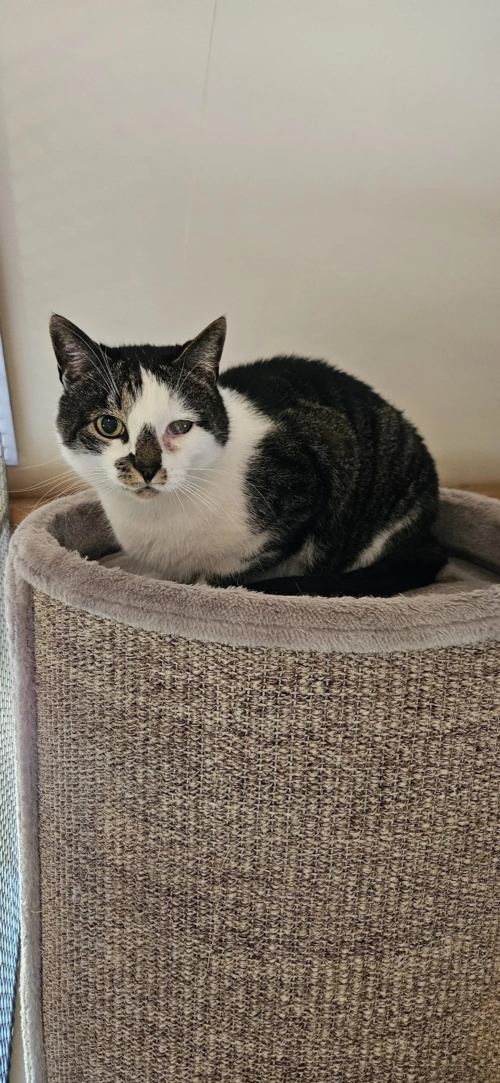 Kattenpension Merlène - Overijssel pet otel