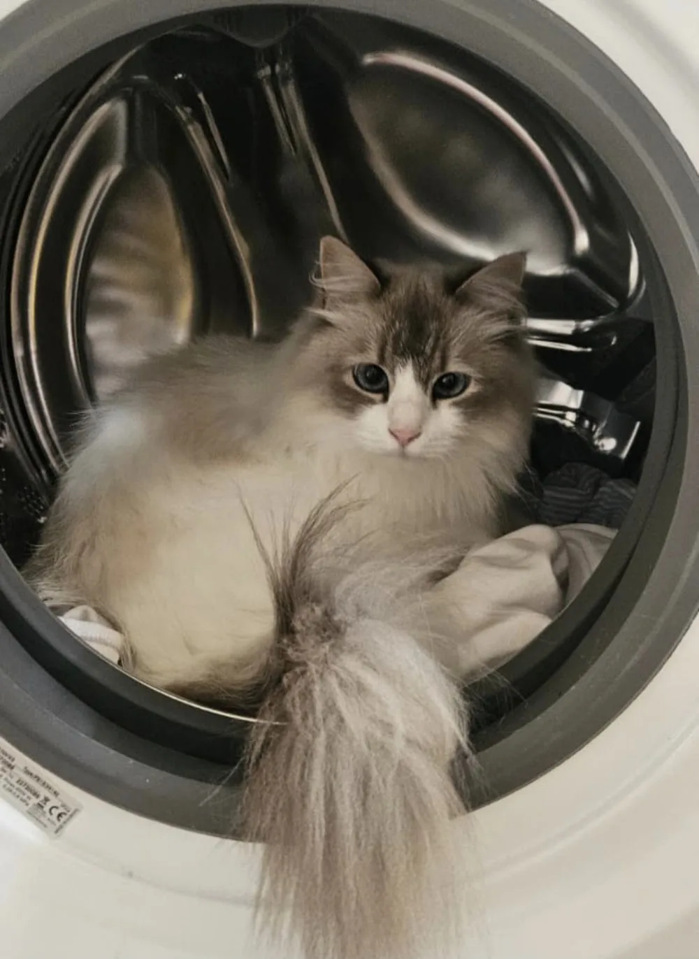 Kattenpension Merlène - Overijssel pet otel görseli 3
