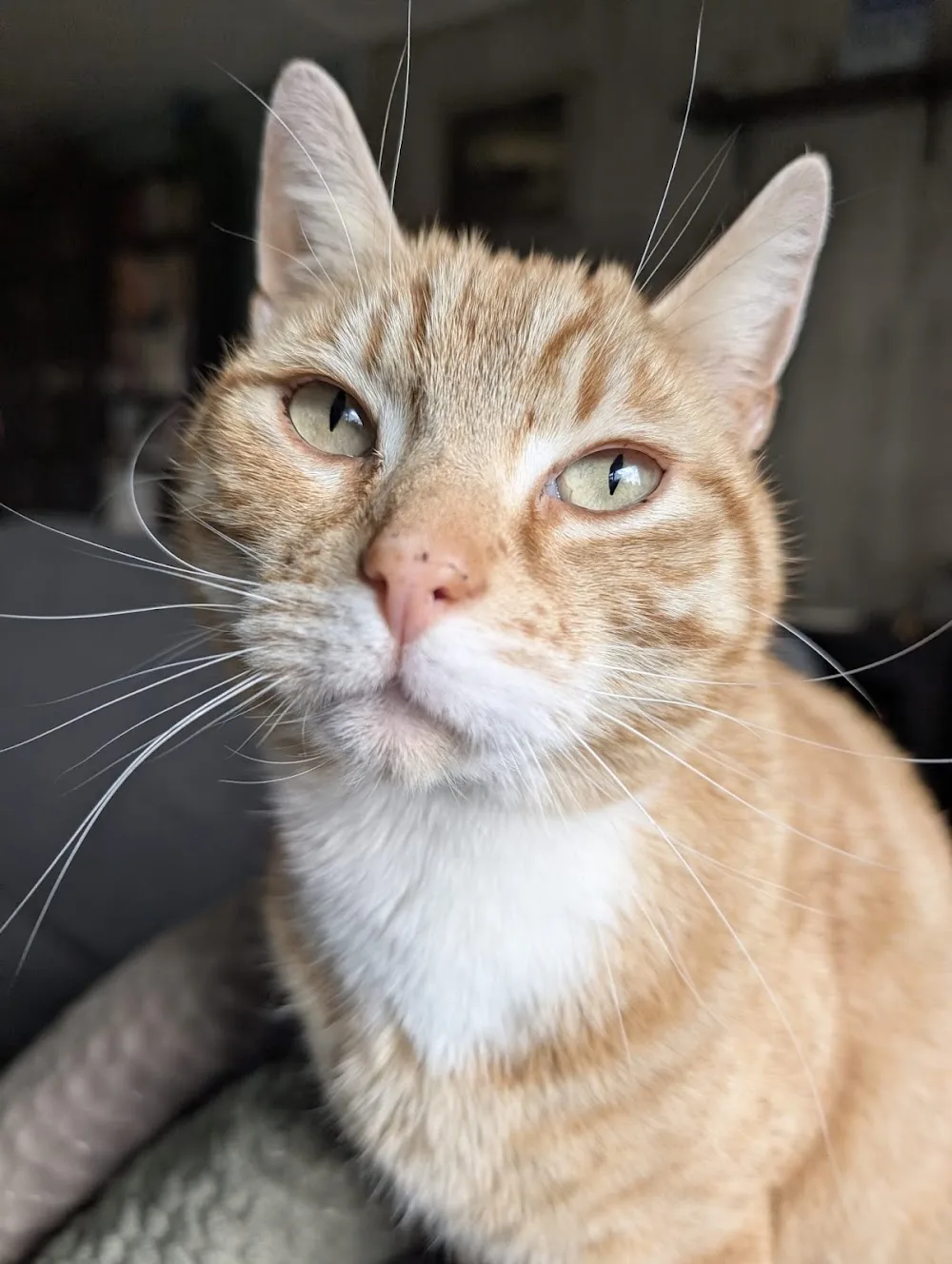 Kattenpension Schuinesloot - Overijssel pet otel