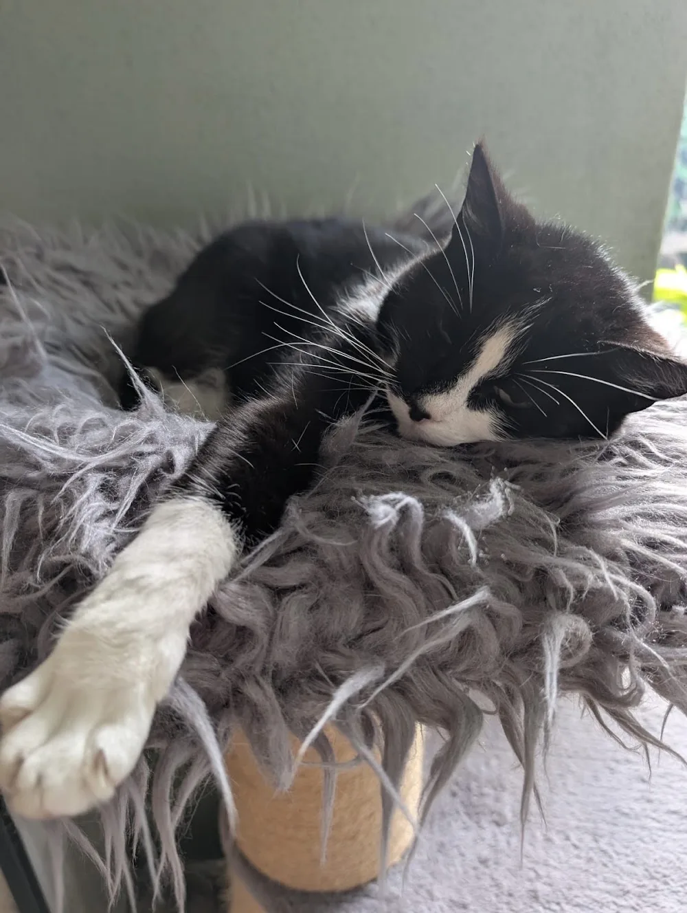 Kattenpension Schuinesloot - Overijssel pet otel görseli 3