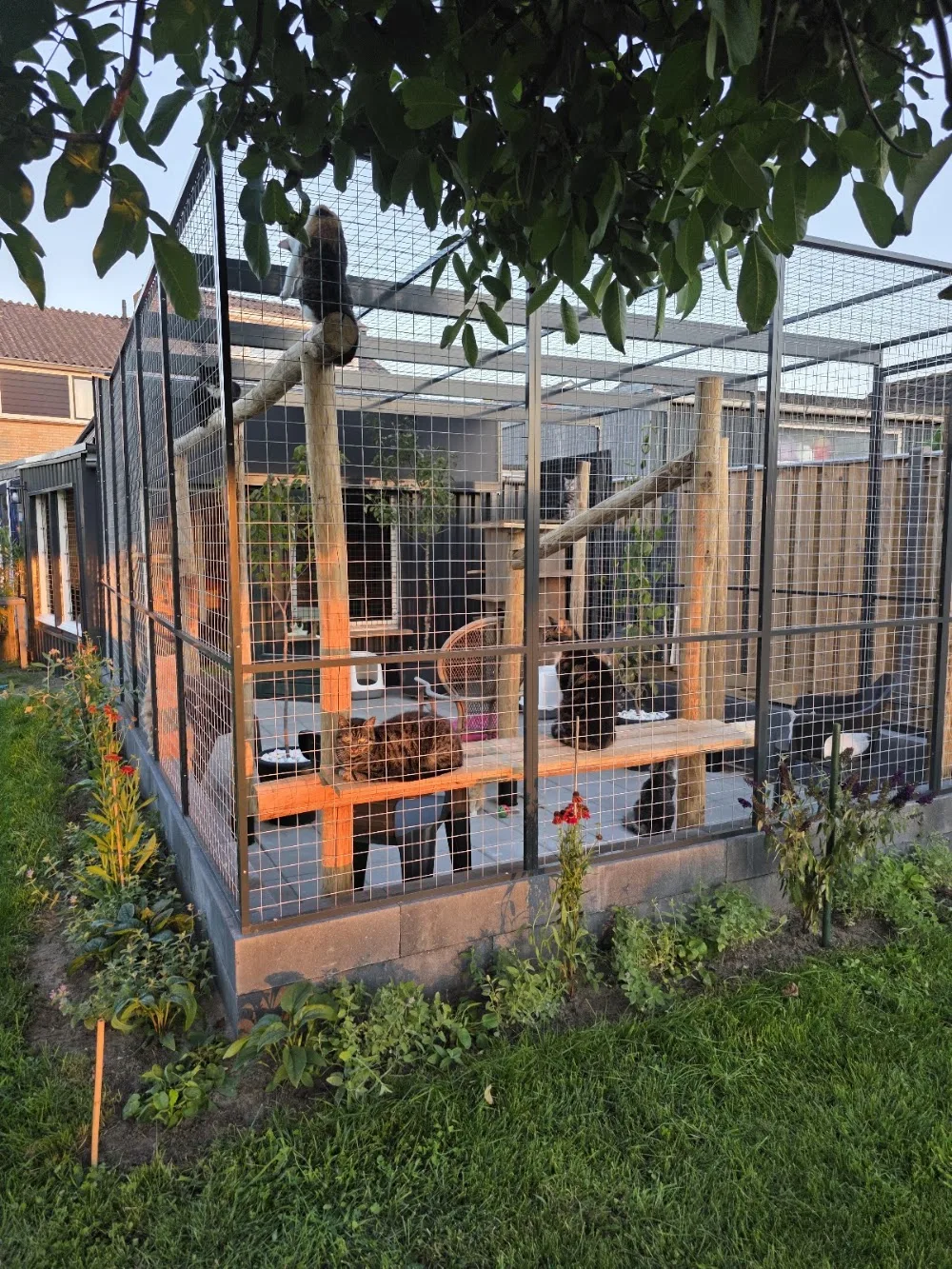Poespas kattenpension - Overijssel pet otel görseli 2
