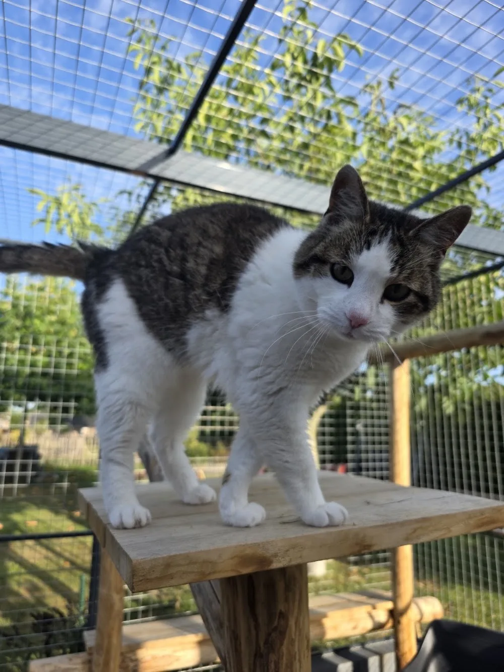Poespas kattenpension - Overijssel pet otel görseli 3