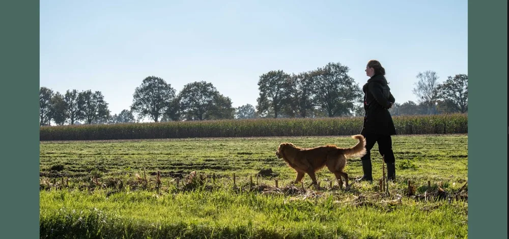 Riemen Los | Hondenpension - Overijssel pet otel görseli 2