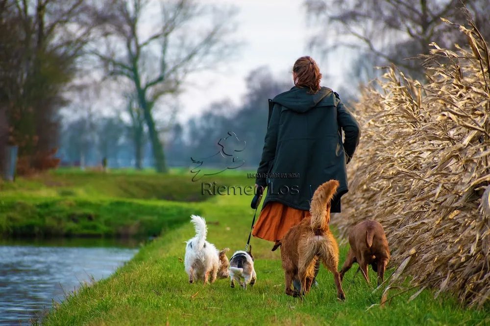 Riemen Los | Hondenpension - Overijssel pet otel görseli 3