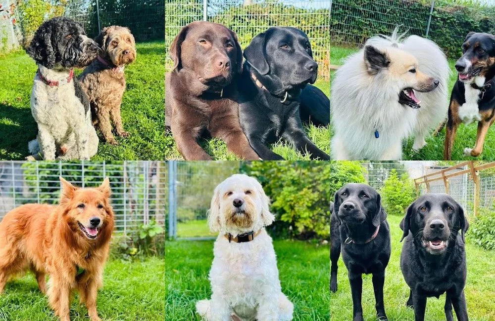 Be a Dog Hundebetreuung Incila Schröder - Paderborn pet otel