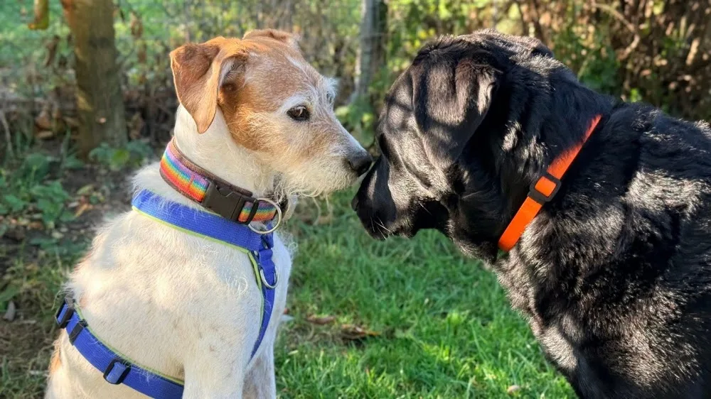 Be a Dog Hundebetreuung Incila Schröder - Paderborn pet otel görseli 3