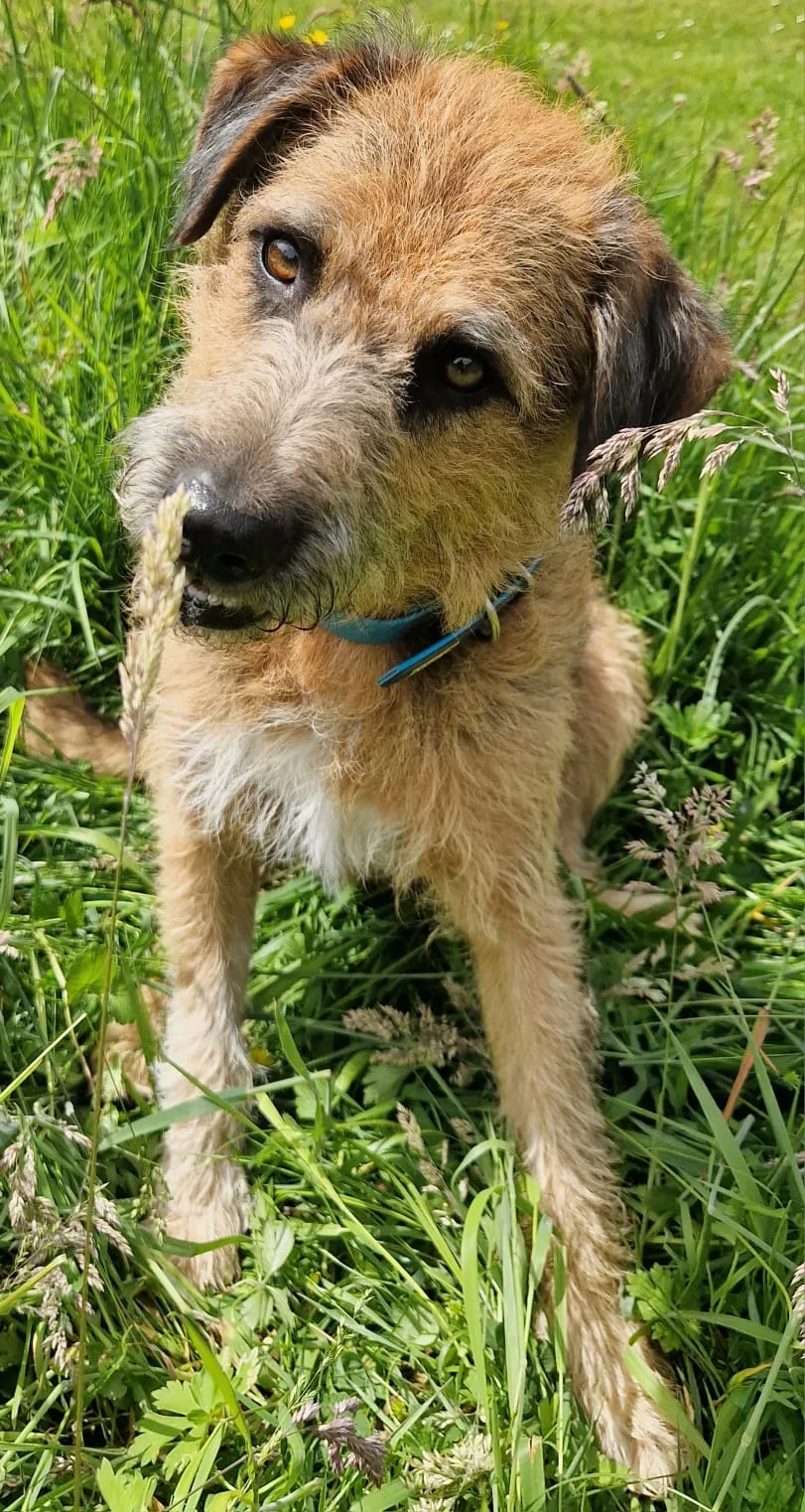 Hundeherberge JaKiPa - Paderborn pet otel görseli 3