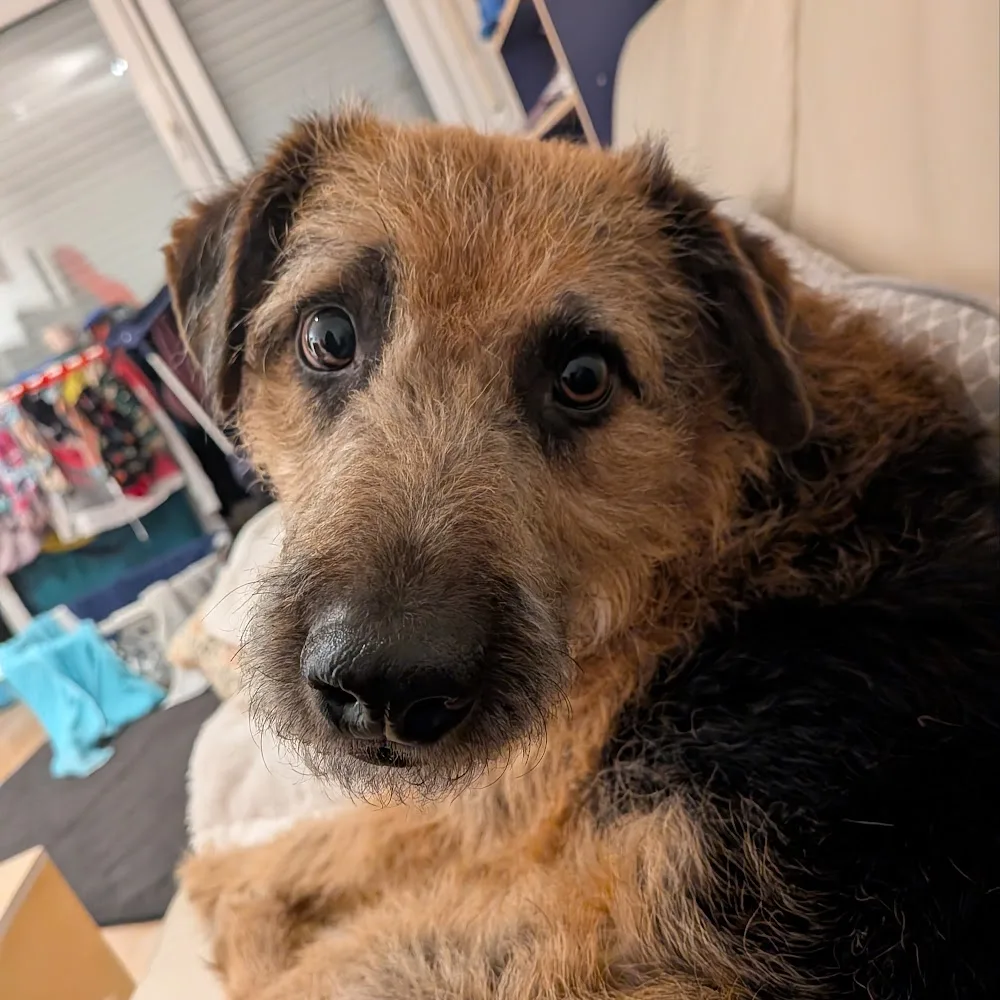 Hundeherberge JaKiPa - Paderborn pet otel görseli 4