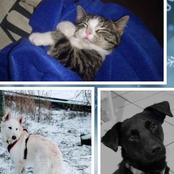 Hundeschule & Hunderesort JOYFUL | Inhaberin Janina Labalestra - Paderborn pet otel görseli 5