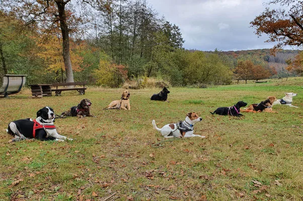 Maydog Hundeschule und Pension - Paderborn pet otel