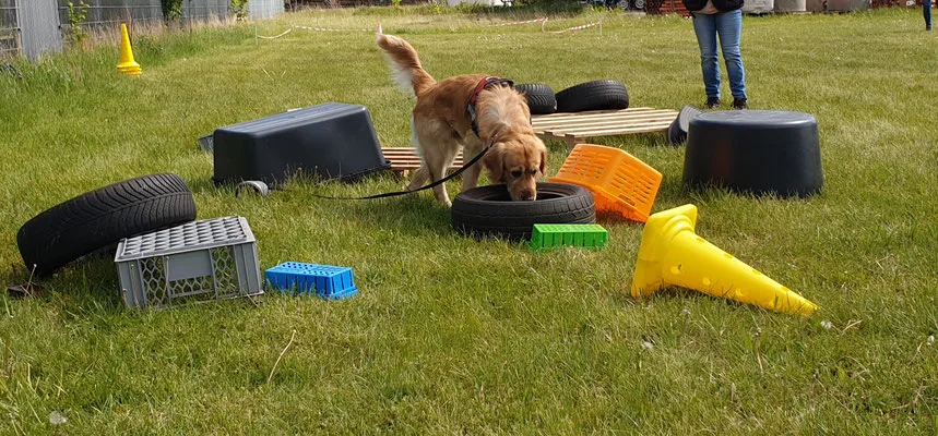 Maydog Hundeschule und Pension - Paderborn pet otel görseli 3