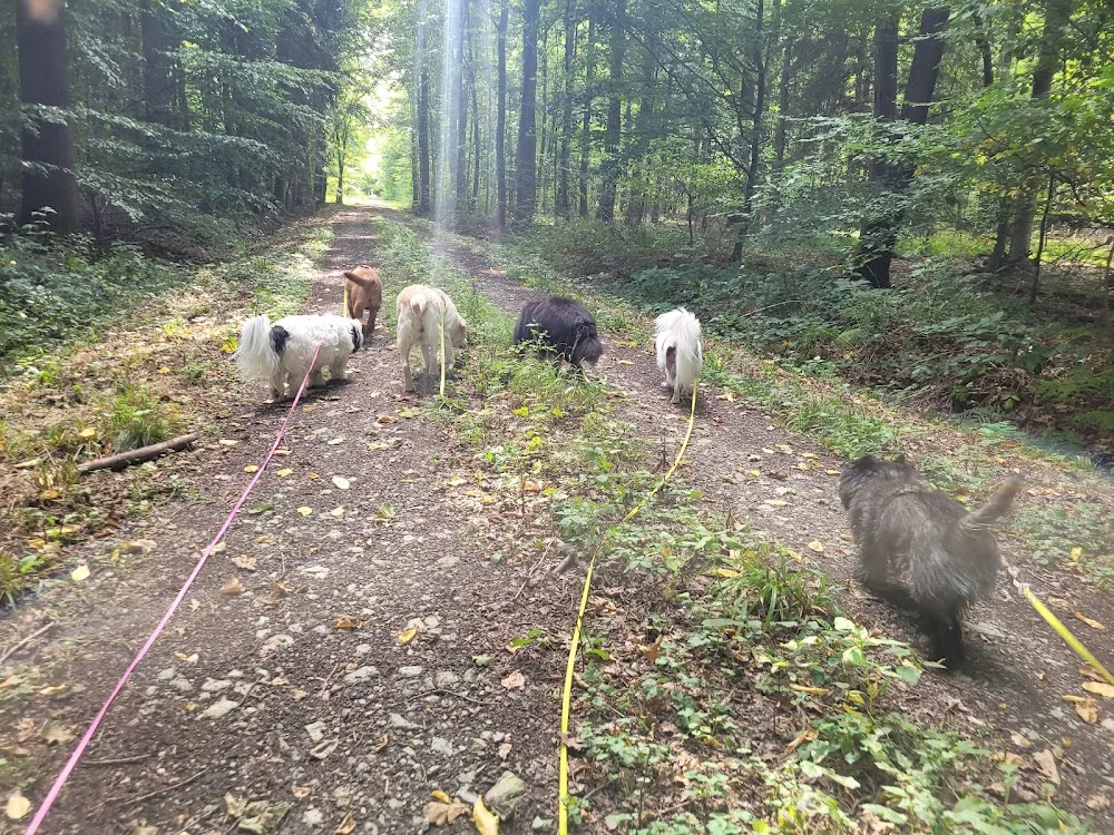 Pfötchenheldin - Gassiservice und Tierbetreuung - Paderborn pet otel görseli 3